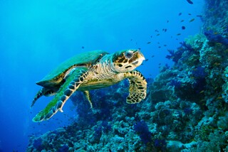 Красное Море Египет